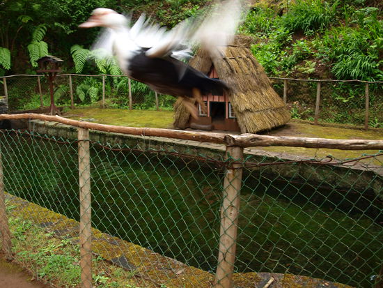 Diese Eiderente bewohnt ein typisches Santana-Haus mit Strohdach.