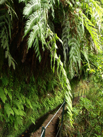 Noch mehr Grün. Man beachte die gigantischen Farnblätter.