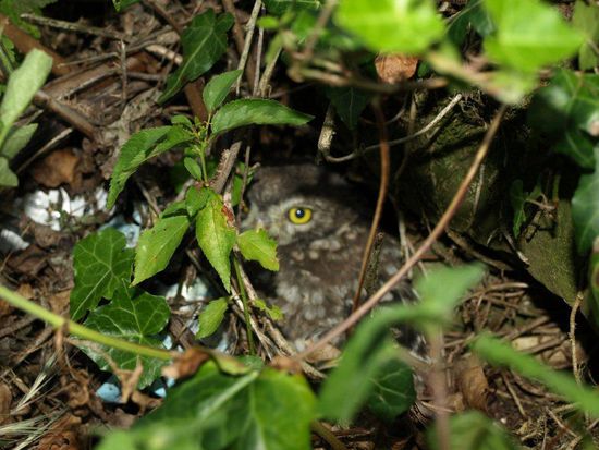 Schon mal einer wildlebenden Eule in die Augen gesehen?