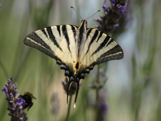 Schwalbenschwänze kannte ich bisher nur aus Büchern.