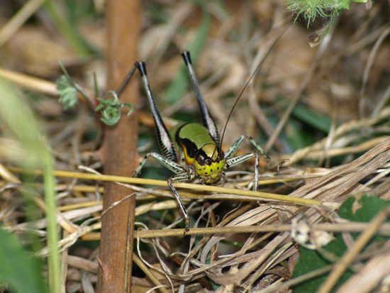 Der Blick geht immer wieder auf den Boden, um keines der Millionen Heupferde zu zertreten.