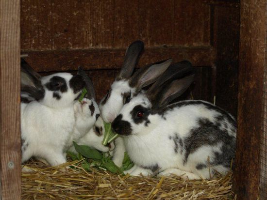 Niedlich, aber leider zum Essen bestimmt und in viel zu kleinem Kasten. Aber wenigstens frisch eingestreut und gefüttert.
