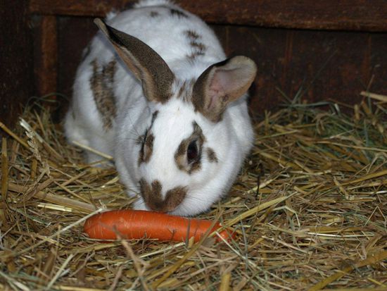 Das Muttertier, auch frisch eingestreut.