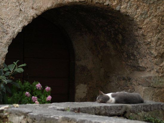 Lovran gehört eindeutig den Katzen.