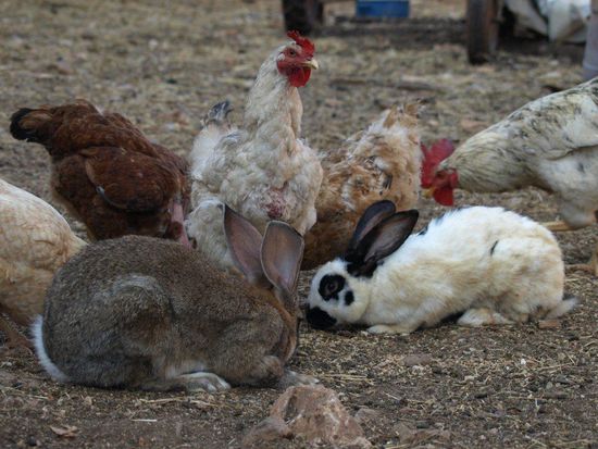 So geht's also auch: Hühner und Kaninchen in trauter Eintracht.