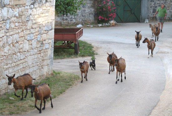 Abendlicher Ziegenheimtrieb in Katun.