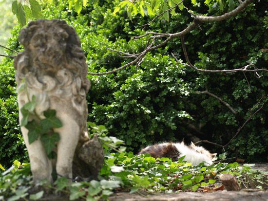 Zwei istrische Löwen, irgendwo bei Kotli.