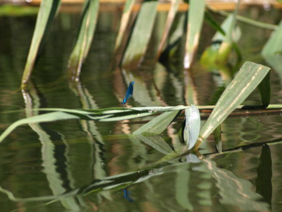 Eine Prachtlibelle betrachtet sich im spiegelklaren Wasser der Spree.