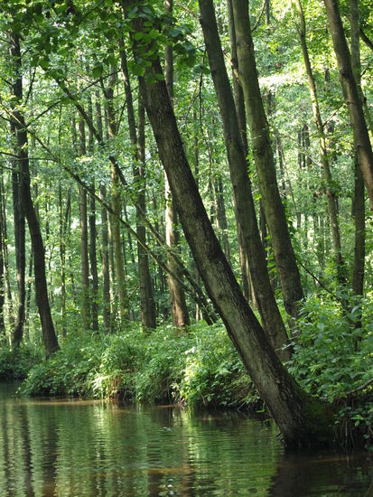So "ur" ist der Spreewald gar nicht: Die Erlen wurden erst in den letzten Jahrzehnten gepflanzt.