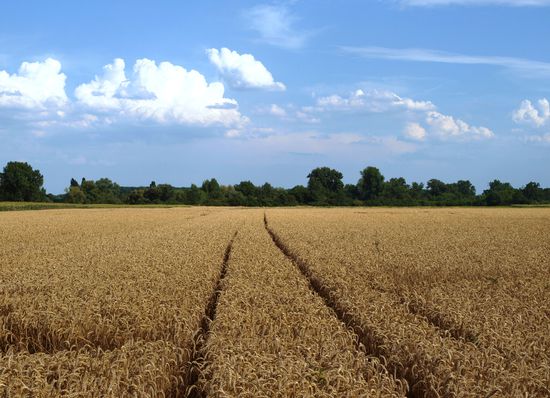 Zum Vergleich die Agrarwüste in der Vorderpfalz.