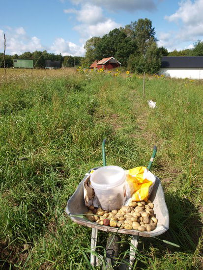 Die Ernte eines ganzen Vormittags.