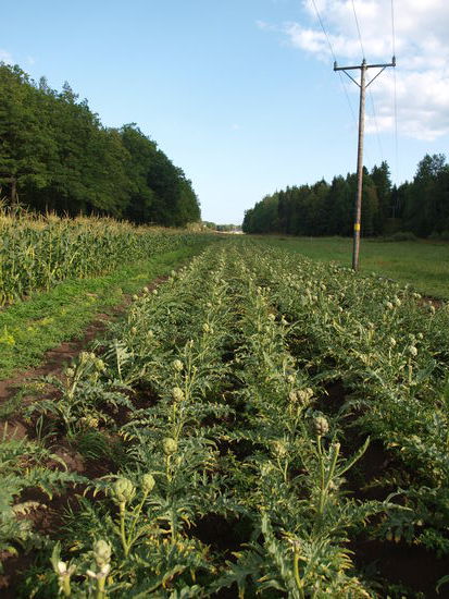 Artischockenfeld auf Peterslund.