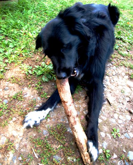 Nicht zu vergessen: Kimba, eine weitere freundliche Bewohnerin von Peterslund.