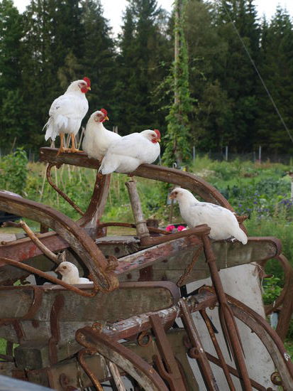 ... und dem Federvieh geht es hier sehr gut.
