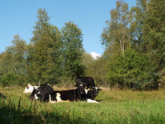 Wohltuender Ausblick von der Einfahrt.