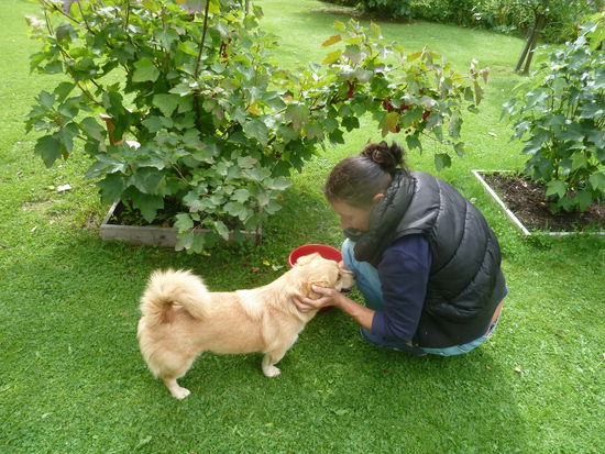 Sophie kontrolliert die Johannisbeerernte (Foto: A. Braun).