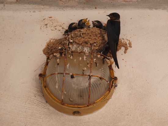 5 hungrige Schnäbel, die meist weit offen sind.