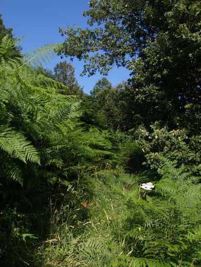 Dass es über 30 Grad heiß ist, merkt man diesem saftigen Grün nicht an.