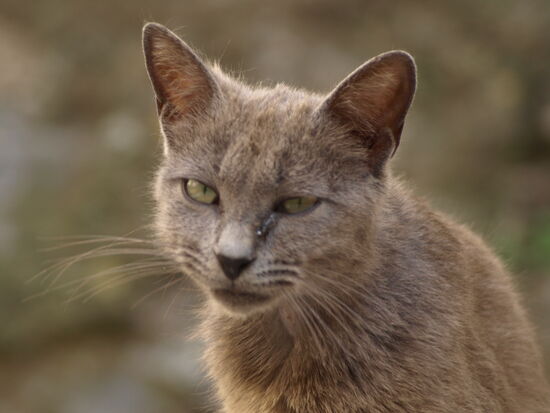 La Grigia mit ihrem rätselhaften Blick.