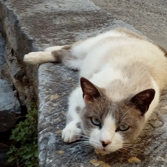 Fiducia - Katze gewordenes Vertrauen.