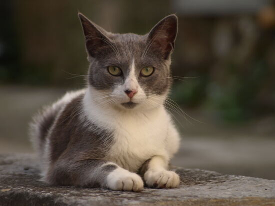 Und das ist Flirt. Er hat die besten Posen drauf und ist sicher ein Bruder Fiducias. Außer den grauen und grau-weißen und den Katzen mit dem Siam-Einschlag gibt es noch eine rote Linie. La famiglia verträgt sich, aber wehe, wenn einer kommt, der nicht dazugehört!