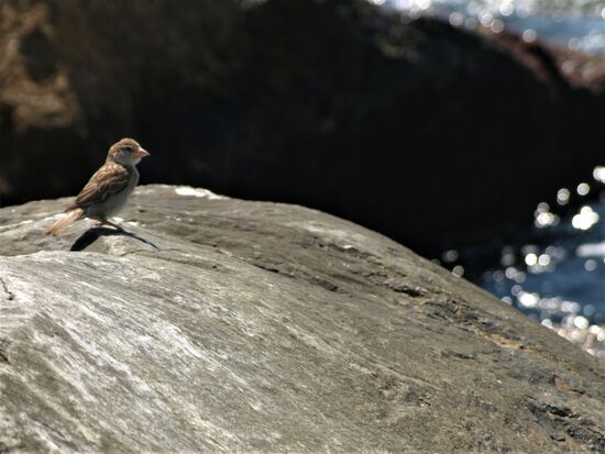 Ein weiterer Korsar  (pardon, Korsarin) der Lüfte. Sie weiß, dass hier auf den Feslen gern gegessen wird und immer etwas abfällt.