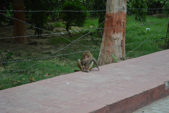 Auch Affen mögen Eis am Stiel