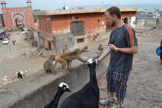 Erdnuesse fuer die Affen (und Ziegen...)