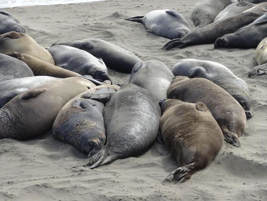 Seeelefanten bei Point Piedras Blancas