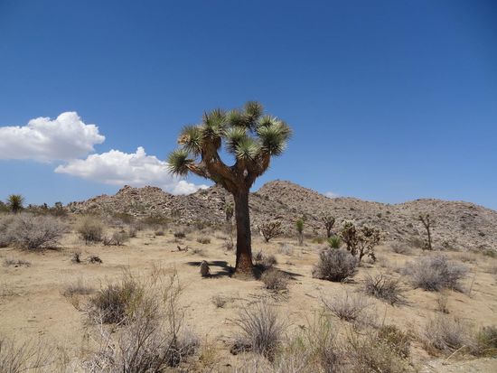 Joshua Tree