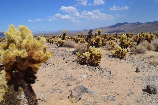 Cholla Cactus Garden