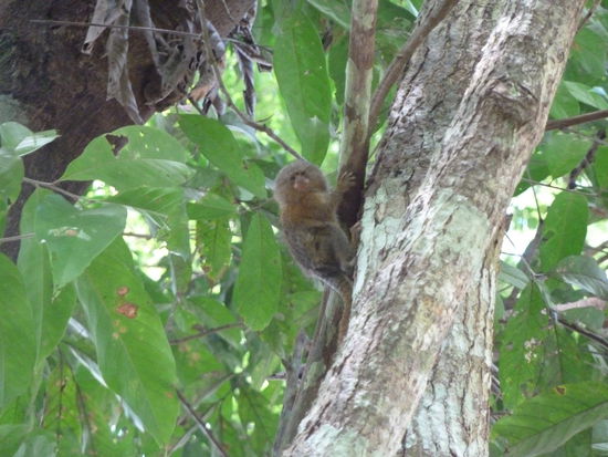 passt in jede Hosentasche
So sind wir dann 4 Tage durch den Dschungel getigert, immer auf der Suche nach spaektakulaeren Tieren, und vor allem nach einem Faultier, denn Anja hat eine gewisse Affinitaet zu diesen Tieren entwickelt. Leider haben wir nur welche gesehen, die dreissig Meter oder hoeher in den Baeumen hingen, und trotz gutem Zuredens haben sie sich beharrlich gweigert, runterzukommen und sich fotografieren zu lassen. Stiess unsererseits auf grosses Unverstaendniss. 
Stattdessen sind wir dann Piranhas angeln gegangen, denn sonst haette es mal wieder nur trockenen Reis gegeben, da war die Motivation schon enorm. Haben auch ein paar erwischt, doch gleich wieder drei geopfert, um dieses eine Foto zu bekommen