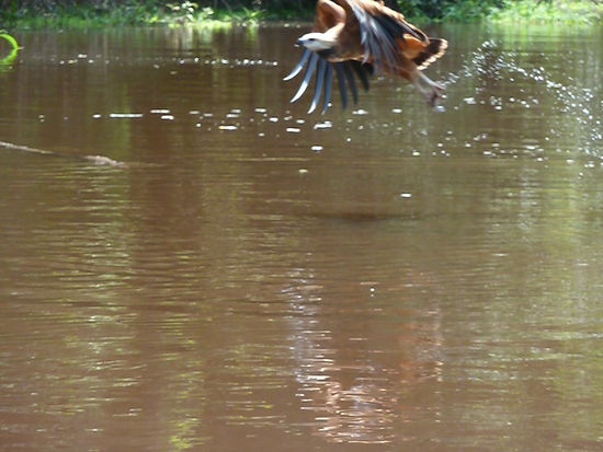 Falke bei der Arbeit.
Die uebrigen Piranhas landeten auf dem Teller
