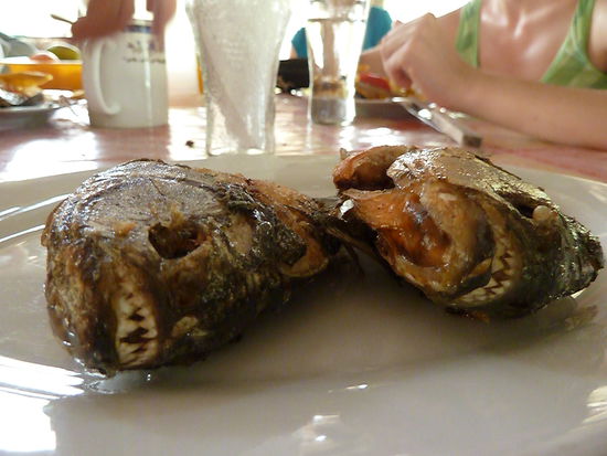 aus Taetern werden Opfer
Mit diesen scharfzaehnigen Genossen  teilten wir uns unser Bad, denn waschen konnte man sich nur in deren Wohnzimmer. Haben aber nie versucht zu knabbern, vermutlich schmecken wir einfach nicht