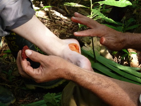 ausgepresster Rindenextrakt mit antiseptischer Wirkung