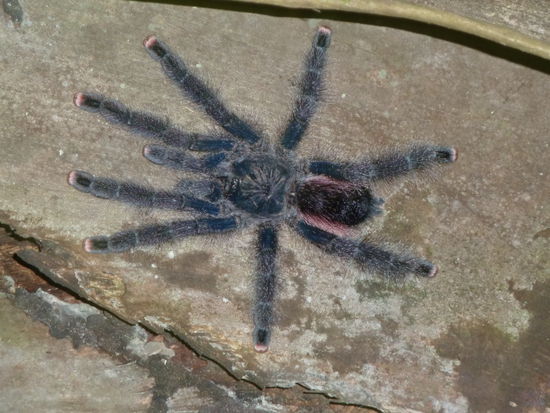 Tarantula- unsere Weggefaehrten bei Nacht