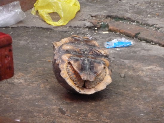 wie gesagt, was nicht schnell genug fliehen kann, landet hier...schlechte Voraussetzungen fuer eine Schildkroete!!