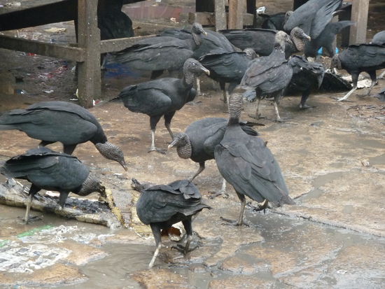 Geier bei der Arbeit...putzen gerade eine Krokodilhaut.....kommt Gucchi zugute