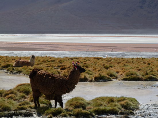 Anjas neue Lieblinge: Lamas