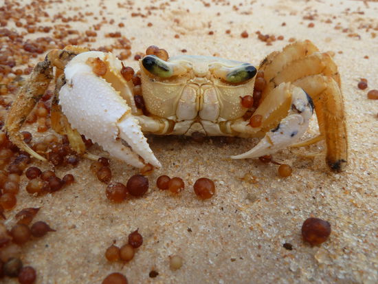 Der Kollege hatte den Tag ueber nix besseres zu tun, als uns mit Sand zu bewerfen. dafuer hat er dann aber nett in die Kamera gelaechelt
