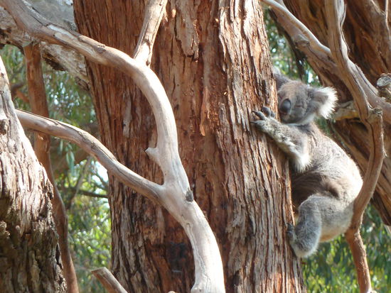 Koala, mitten auf dem Weg nach unten eingeschlafen
