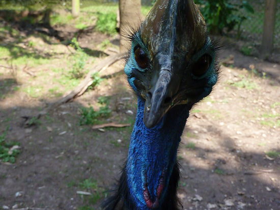 Urzeitvoegel: Cassowary