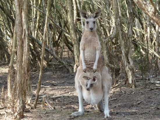 zu Hause ist es doch am Schoensten