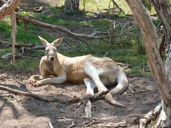 Der Pascha unter den Kaengeruhs