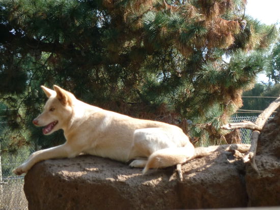 Dingo