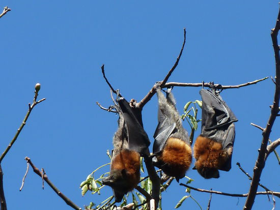 Flughunde, wunderschoen und in rauhen Mengen in ganz Australien