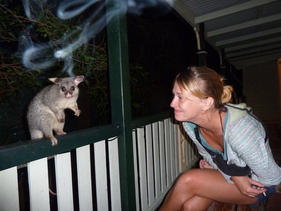 Opossum, in Neuseeland gehasstes Freiwild, in Australien unter Naturschutz und dementsprechend angstfrei