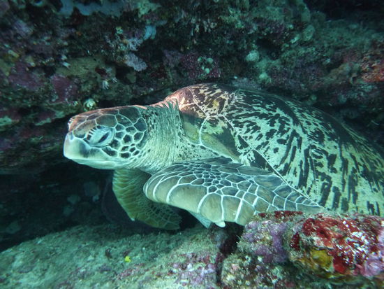 riesige green turtle, mindestens 2m gross, war der Hammer, als sie auf uns zuschwamm, mussten ausweichen.