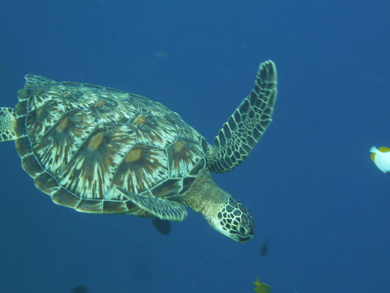 weil sie so schoen war, gleich noch einmal