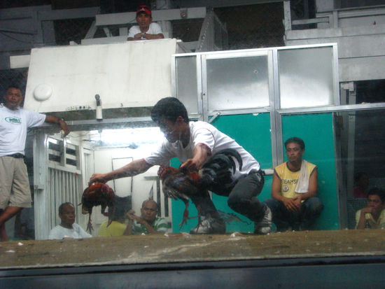 Hahnenkampf...bis zum bitteren Ende